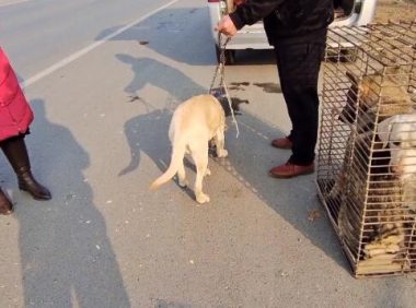 因为一个风俗，拉布拉多550上了狗肉车，大姐：俺娶媳妇嘞，要不然也舍不得卖