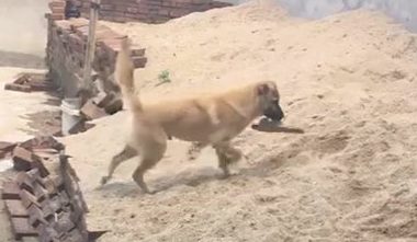 用凉拖打过小狗,隔日发觉一只鞋消退,找去见到这幕主人家没眼看