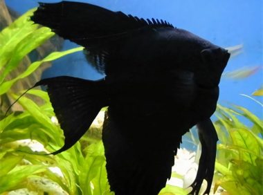 黑神仙鱼身份信息