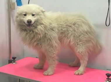 流浪犬走在路上往返徘徊,男孩儿送去宠物用品店后,营业员:捡到宝了