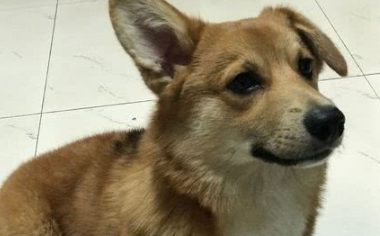 在家里熬夜上網(wǎng),狗狗陪在身邊睡得很甜,睡醒后很奇怪地看著我