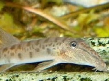 青苔鼠鱼身份信息