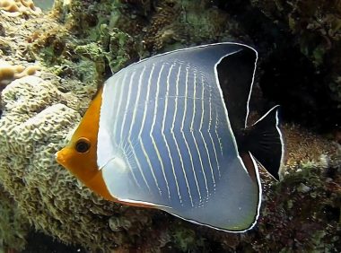 怪蝴蝶鱼身份信息