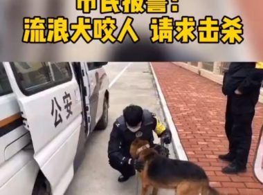 市民请求击杀“咬人”流浪狗，网友却大呼：快收编它吧！