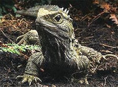 刺背鳄蜥身份信息