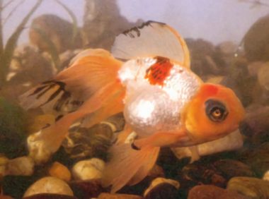 玫瑰红虎头龙睛身份信息