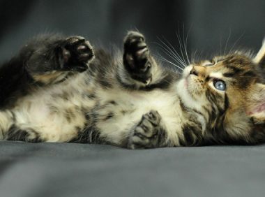 虐猫狗事件频发,专家:动物保护立法仍需时间