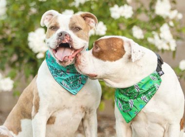 小狗狗因丑恶被遗弃，女生却胆大收留，得万多名网民夸赞