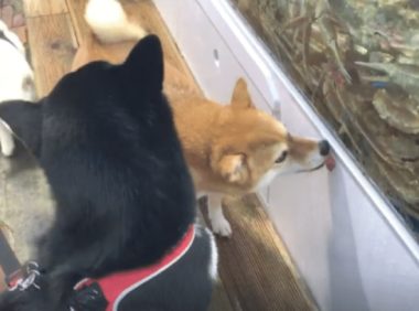 主人带秋田犬吃海产品,还没有上菜就隔着夹层玻璃开舔帝王蟹,汪星人:我馋它的身体!
