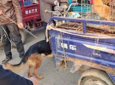 赛系德牧挣脱铁链想逃离狗市，可还是因忠诚跑回了主人身边