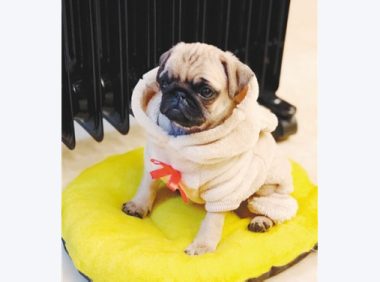 “星期狗”官司判了，宠物店“退一赔三”！