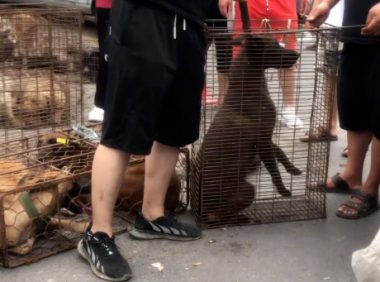 1900块，狗主看着自己的数只狗狗被夹进狗肉笼，狗主：我都不可惜这些狗