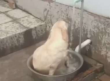 刚加水洗床单,狗狗抢先一步,在水中摇摆,像无比儿时的你