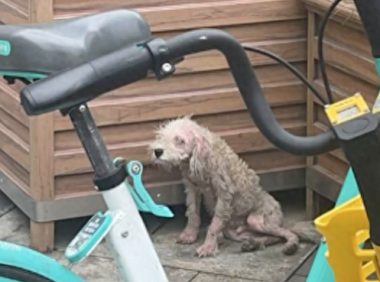 一只在成都春熙路上的流浪狗,因患病被人嫌弃排挤,落寞又心酸!