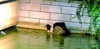 70斤边境牧羊犬落水主人下水托举两小时 消防：边牧会水