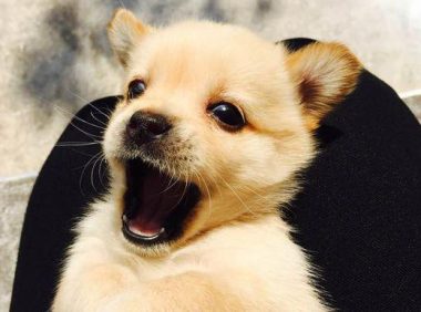 野餐时发觉的小狗崽,带到家里养了大半年還是手掌大,这是什么种类