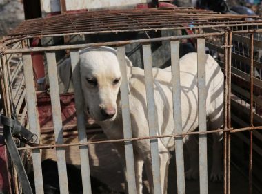 竟有人训练“陷阱狗”,专门诱拐你家狗卖到狗市,4种狗最易忽悠