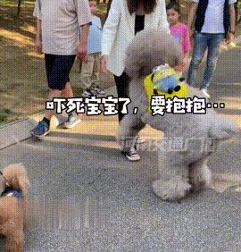 一年轻女子带自家的贵宾犬出去逛街，一路上吸足了路人的目光