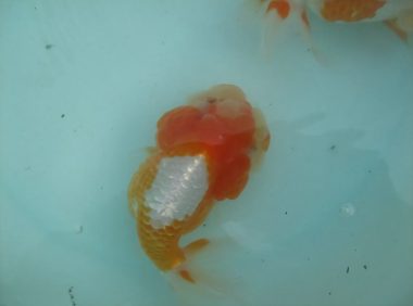 红虎头金鱼身份信息