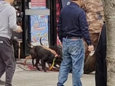 野猪冲进彩票店被5只猎犬制服：不到半小时野猪被咬死