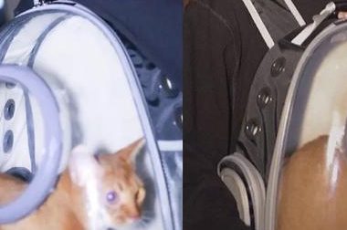 95后爱豆人设疑崩塌，被指利用猫炒作致猫去世，还曾让狗吞呕吐物