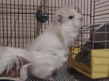 白色黑眼天竺鼠身份信息