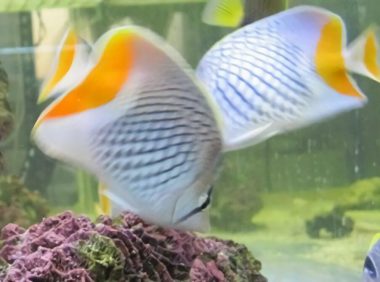 红尾蝶身份信息