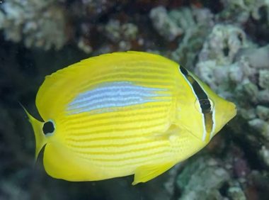 四棘蝴蝶鱼身份信息