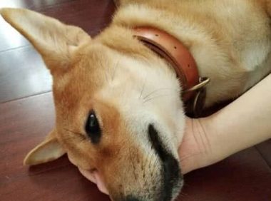 狗狗也会撒娇：麻麻，就这样不要松开好吗