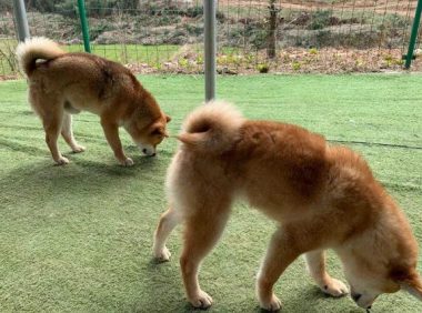 国庆出游特别注意家犬饮食搭配个人行为,马路边野香菇并不宜狗类服用