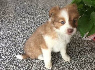流浪狗垃圾堆里翻东西，让女网友很心疼