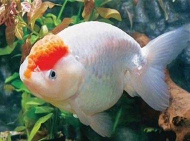 元宝红身份信息