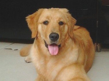 金毛狗狗每天从家中偷东西送至隔壁邻居，便是看中别人母犬想当倒插门！