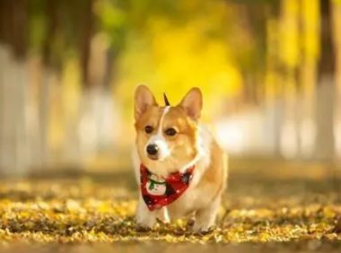 “我不能生育了！”贵州柯基被打死后续：狗主人崩溃哭喊自曝隐私