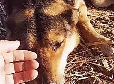 老狗被主人拴了10年，在它临死前才被放生，随后举动让人泪流满面