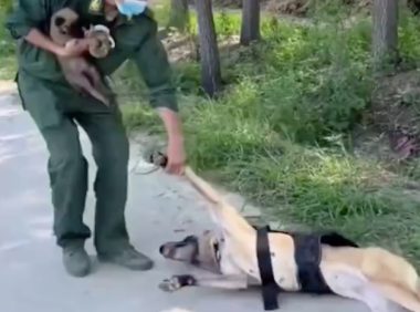 警犬看到主人怀里抱着小狗，竟然撒娇耍赖躺在地上，要背着才行