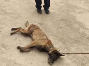 广西灵山一疯狗咬伤多人 警方：已击毙 正在寻找犬主