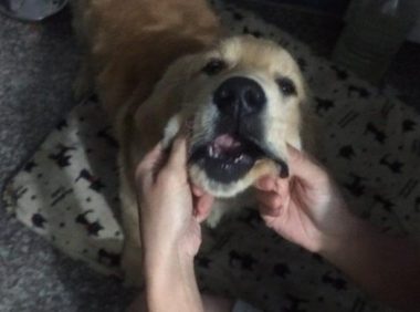 金毛一直跟在老乌龟的臀部退路人定睛一看笑炸：这段子手狗狗皮的很