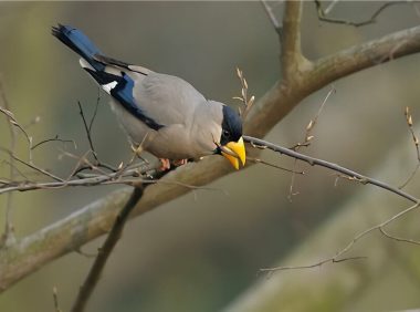 蜡嘴雀身份信息