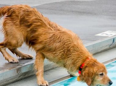 美国田纳西年度狗狗游泳周 数十只狗狗承包泳池