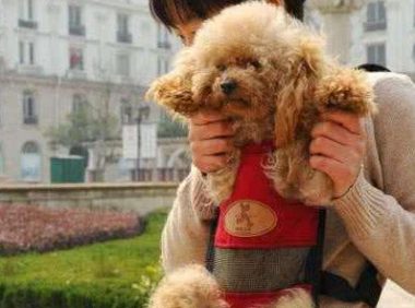 爱狗的主人，都不会把这5句话挂在嘴边，希望你一句没说过！