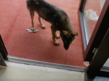 山东：救助断尾的流浪狗却被反咬一口，小伙：只为心安，顺手而为