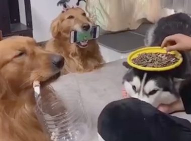 雪橇犬被作为餐桌,金毛当手机架和垃圾箱,养宠物千日用狗一时!