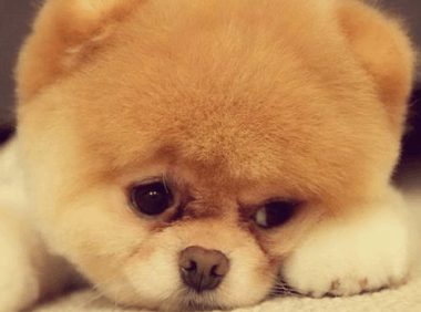 狗狗见主人回家又亲又抱,开心的主人看了监管后,脸立刻黑了