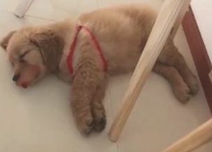 狗狗入睡做梦跳摇滚乐，主人蹲下一瞧，狗嘴出洋相！