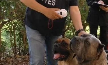 为了卖价剪短幼犬耳朵尾巴!意大利抓获一大型犬类走私团伙