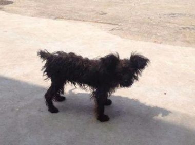 流浪狗总在门口转，网友不顾反对坚持收养了它