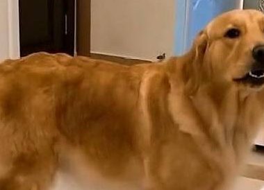 因为主人接金毛晚了点，回到家就开始大骂，这次可把狗狗气坏了！