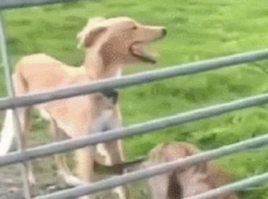 狗狗原地起跳跃过护栏，小尾巴还不断的摇着，你是直升机吗？