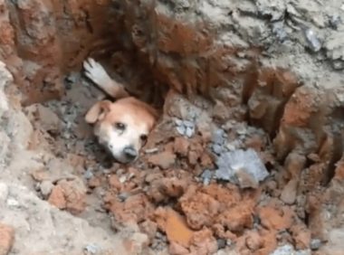 狗狗被埋土里惨叫求助，过路人立即入门刨土，全过程看见十分心痛